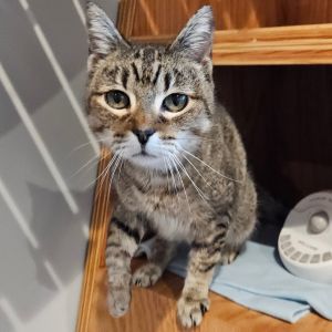 Val, Senior Female Domestic Short Hair