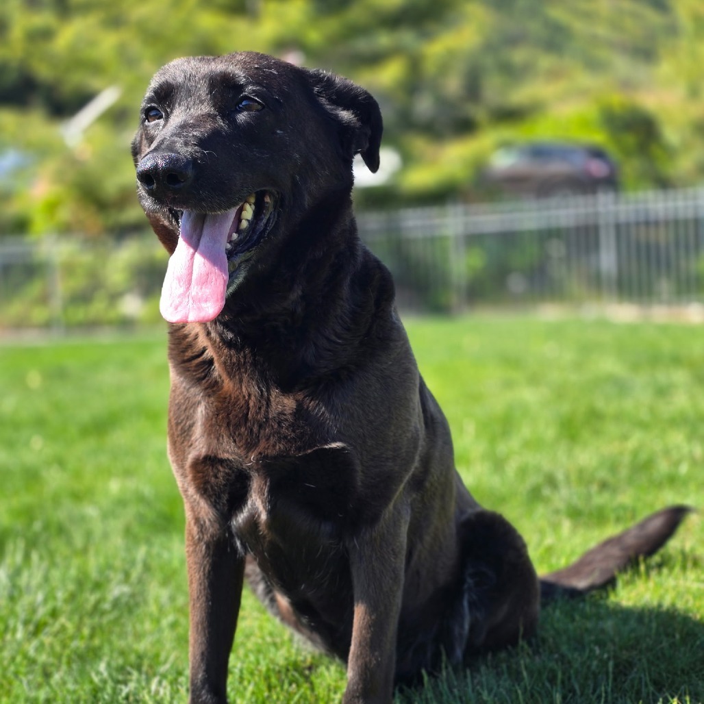 Meeka, an adoptable Chesapeake Bay Retriever, Chocolate Labrador Retriever in Cashmere, WA, 98815 | Photo Image 1
