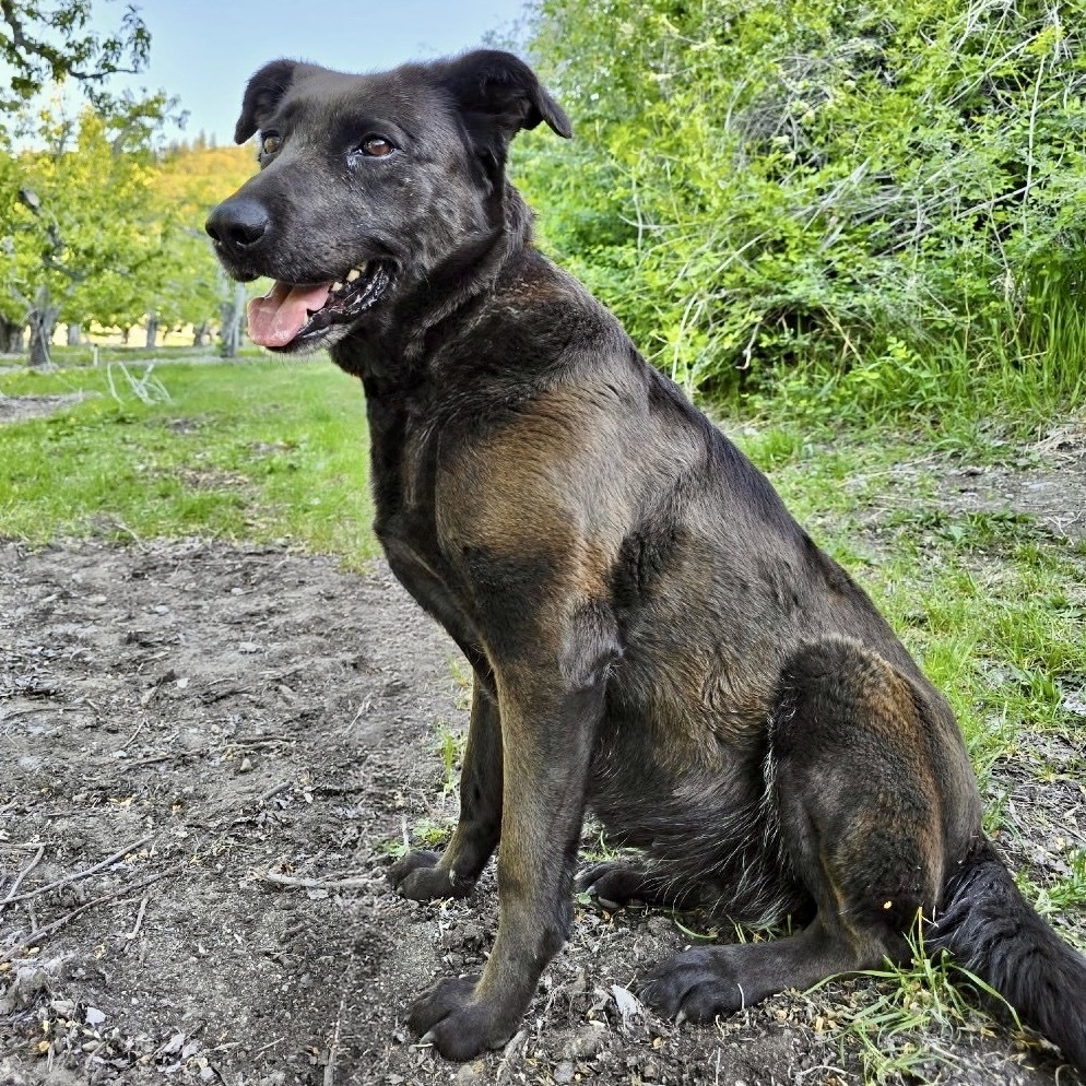 Meeka, an adoptable Chesapeake Bay Retriever, Chocolate Labrador Retriever in Cashmere, WA, 98815 | Photo Image 1
