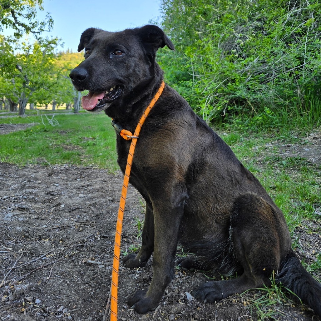 Meeka, an adoptable Chesapeake Bay Retriever, Chocolate Labrador Retriever in Cashmere, WA, 98815 | Photo Image 2