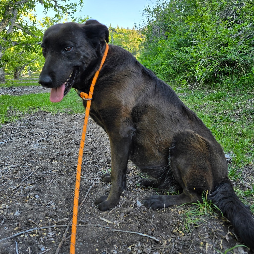 Meeka, an adoptable Chesapeake Bay Retriever, Chocolate Labrador Retriever in Cashmere, WA, 98815 | Photo Image 3