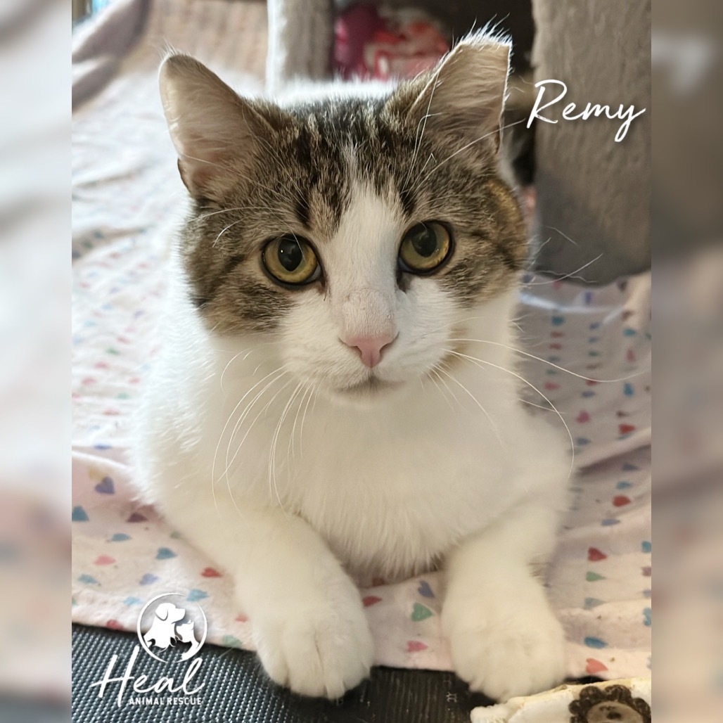 Remy