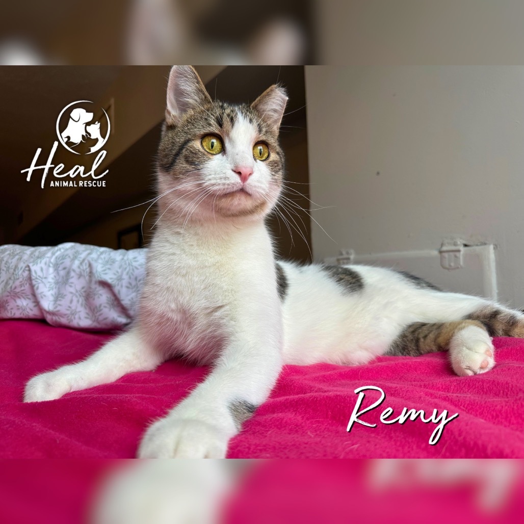 Remy
