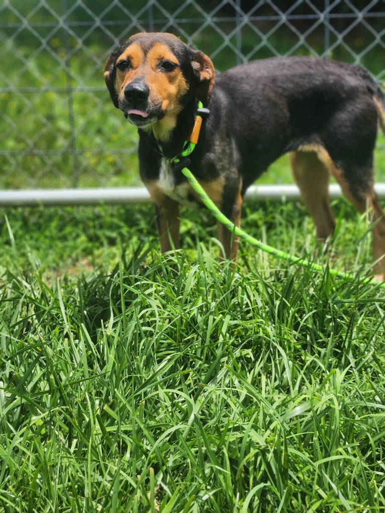 Ruby - Adoptable