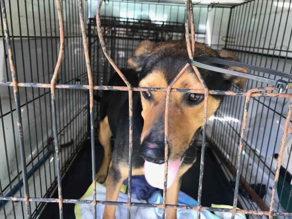 Ruby - Adoptable