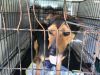 Ruby - Adoptable photo 2