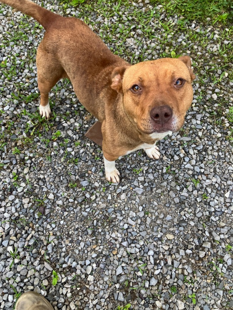 Daisha Available for Adoption