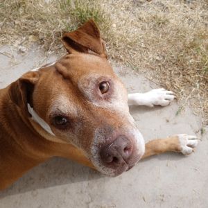 Stevie, Senior Female Labrador Retriever