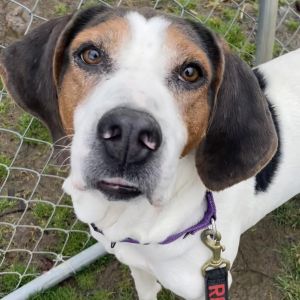 Pippa, Adult Female unknown