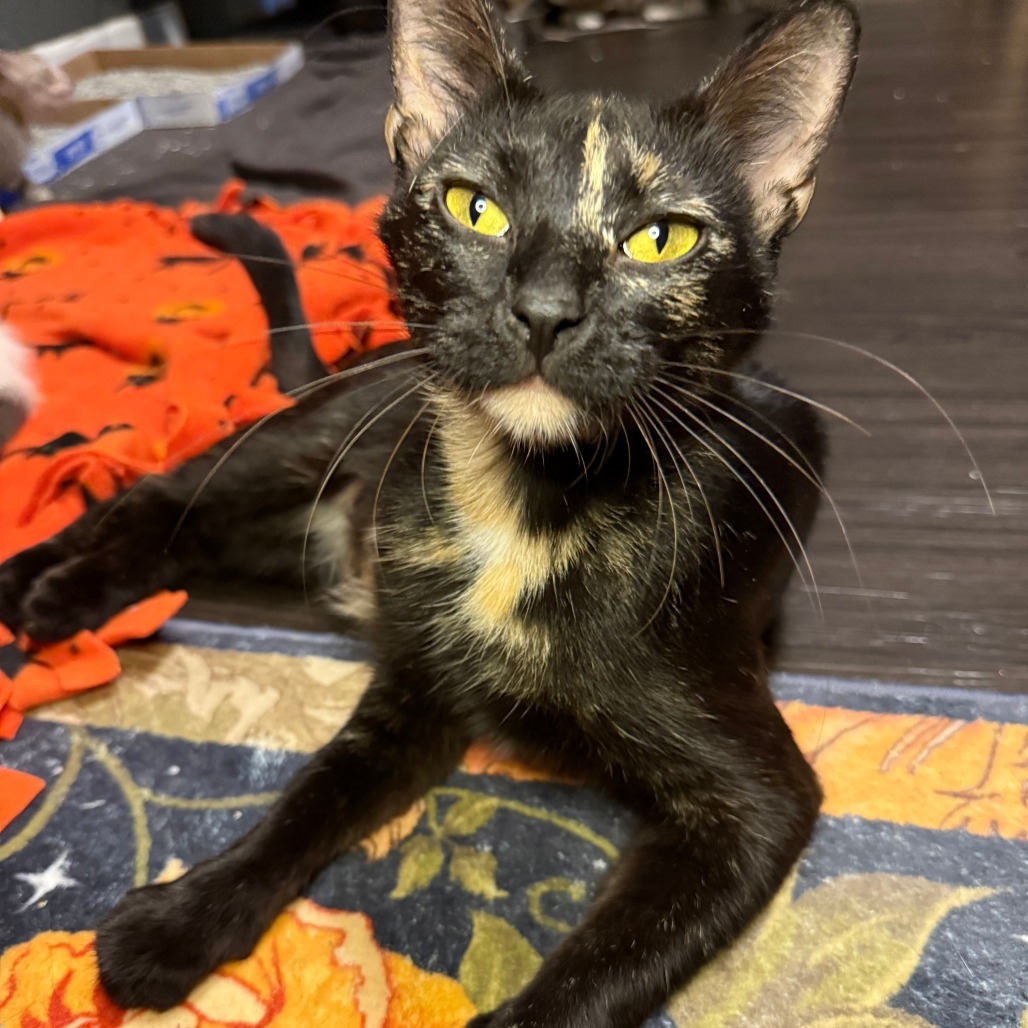 Pumpernickel