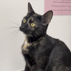 Pumpernickel, Young Female Domestic Short Hair