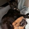 Pumpernickel photo 5
