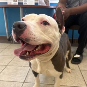 Bodie 8527, Adult Male Mixed Breed