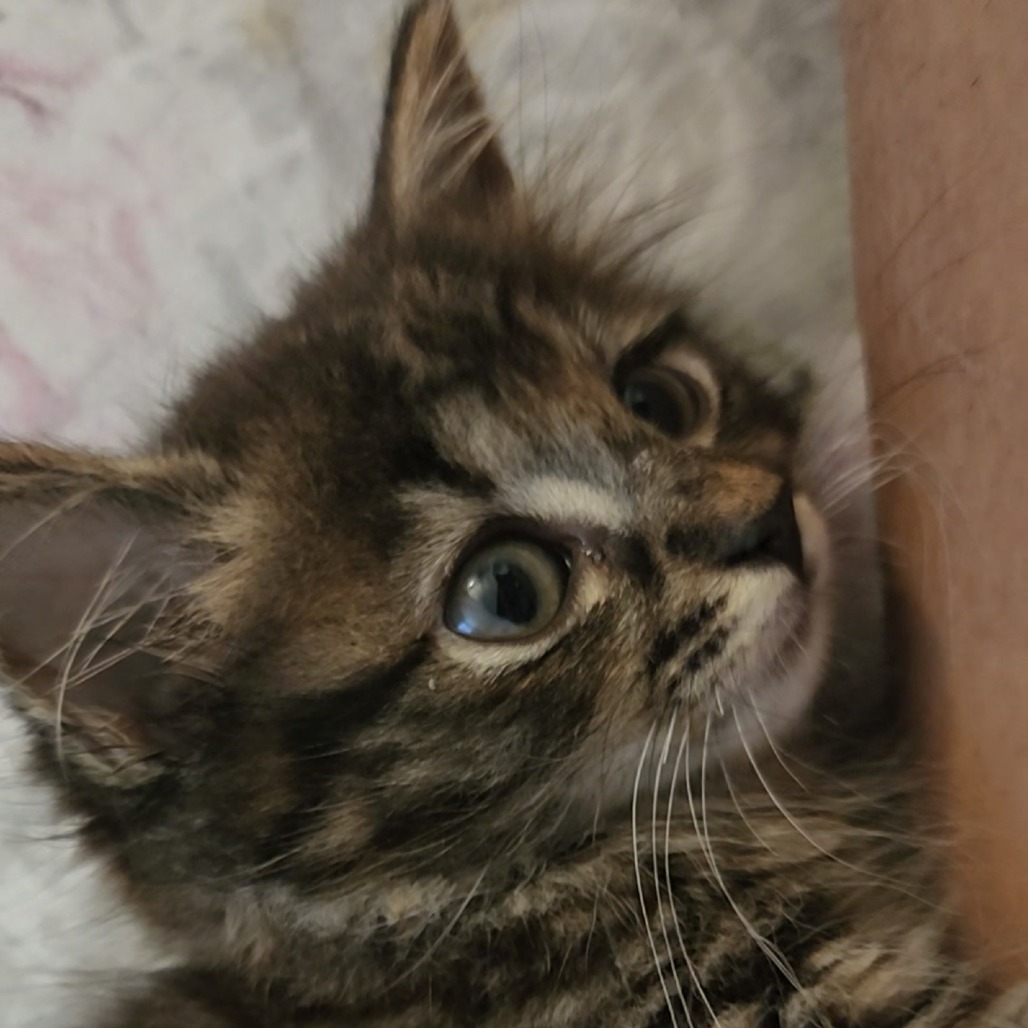 Lucrecio