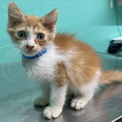 Cameo, an adoptable Domestic Short Hair in Guaynabo, PR, 00969 | Photo Image 1
