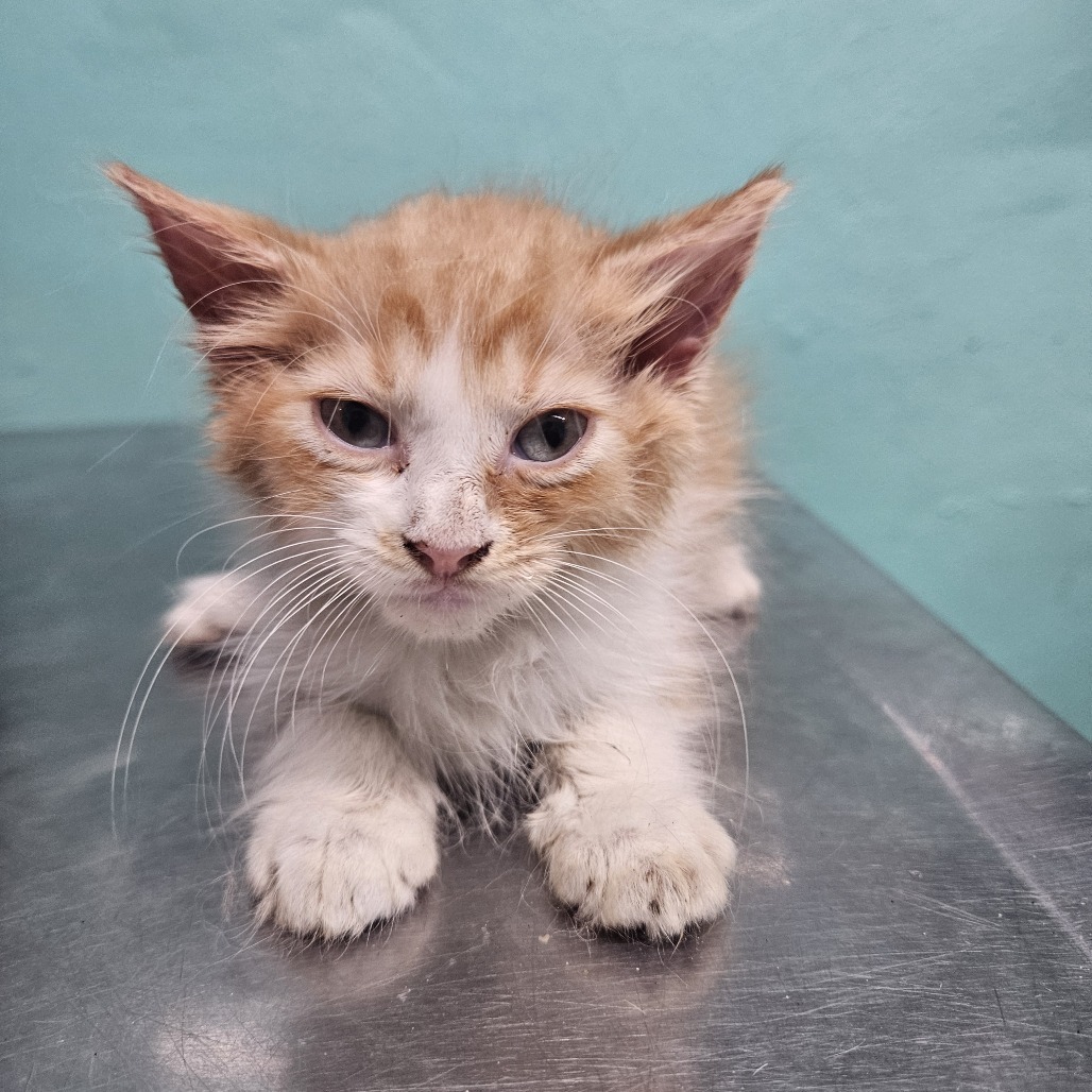 Cameo, an adoptable Domestic Short Hair in Guaynabo, PR, 00969 | Photo Image 2