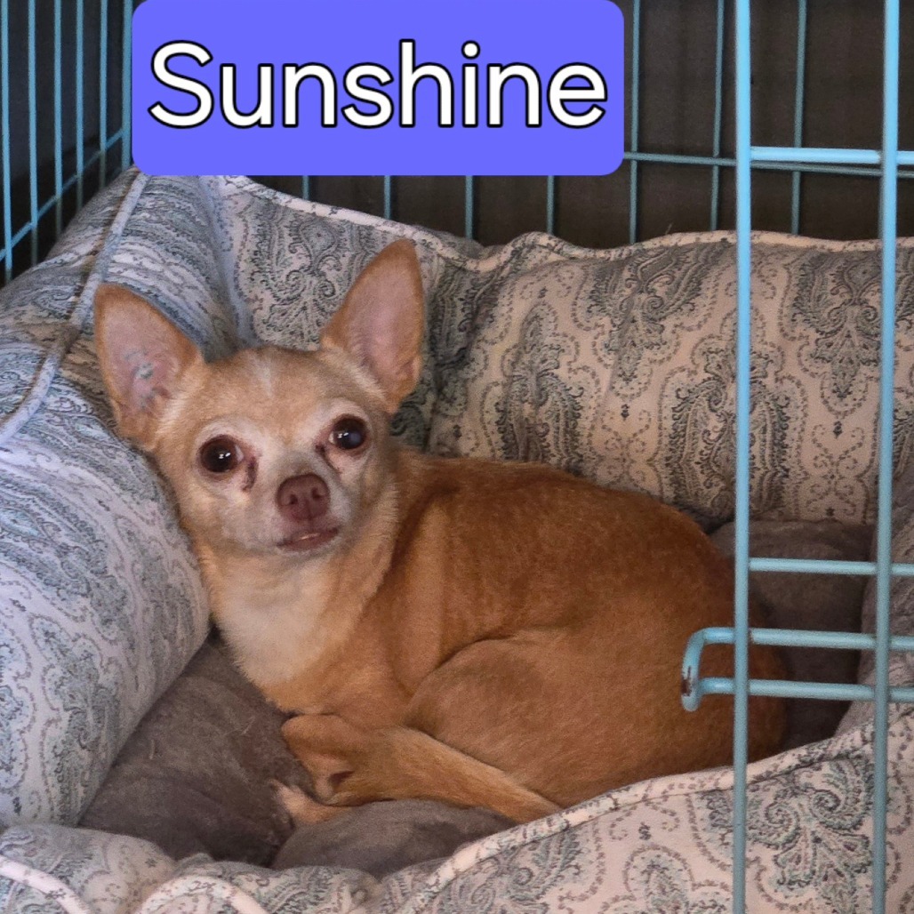 Sunshine