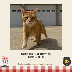 Beans, Adult Male Domestic Short Hair