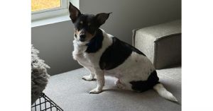 Gavin ~, Adult Male Rat Terrier