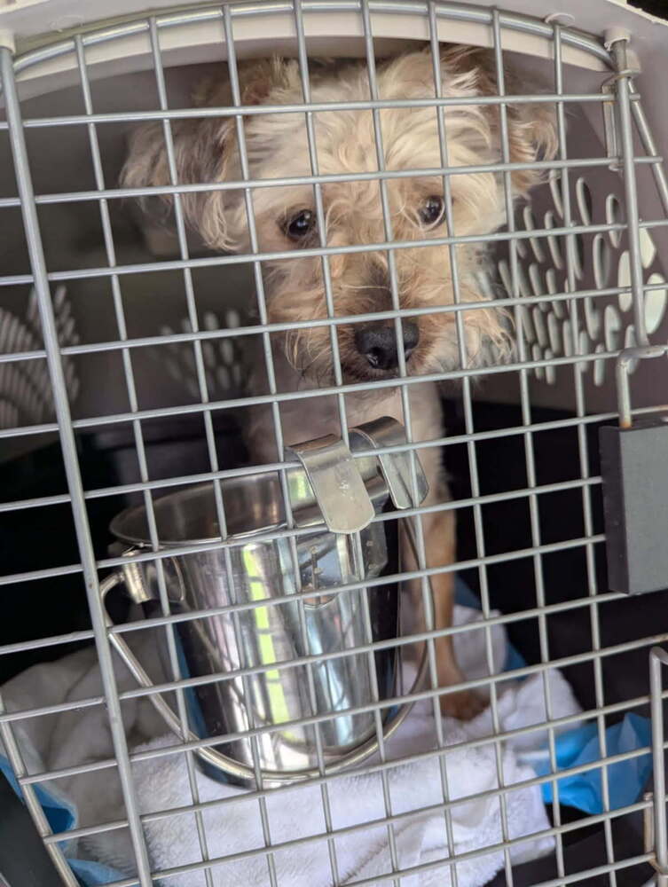 Benji (Ginger) DD