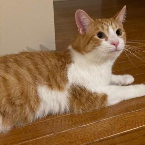 Rocky - Home to Home, Adult Male unknown