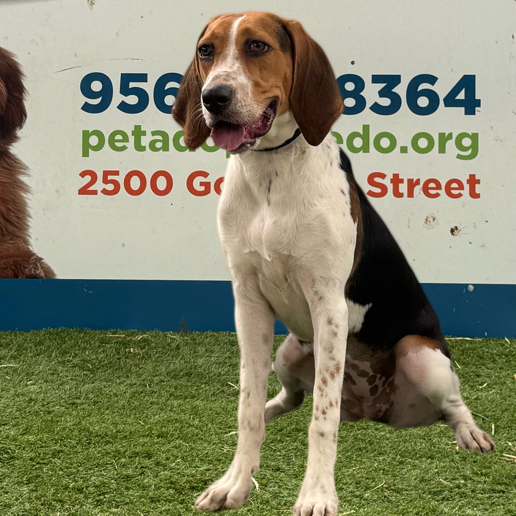 Maggie, an adoptable Beagle in Laredo, TX, 78041 | Photo Image 1