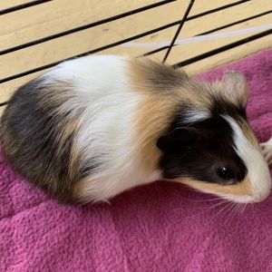 Im Sarsaparilla a female American guinea pig who was born in the rescue on 61322 and is bonded w