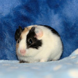 Im Sprinkles an American female guinea pig who was born in the rescue on 61522 after my mom Pea