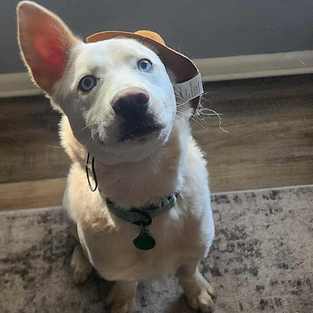 Sebastian, an adoptable Mixed Breed in Mankato, MN, 56001 | Photo Image 1