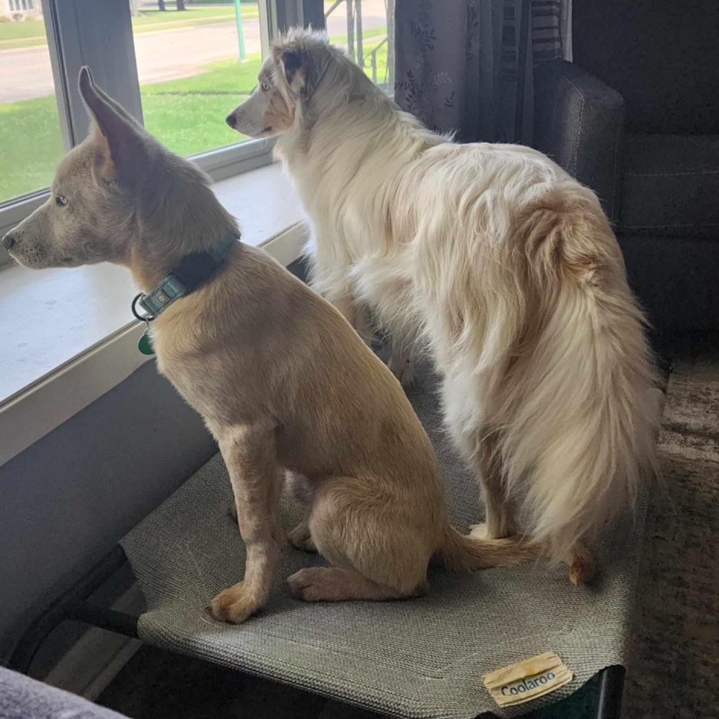 Sebastian, an adoptable Mixed Breed in Mankato, MN, 56001 | Photo Image 2