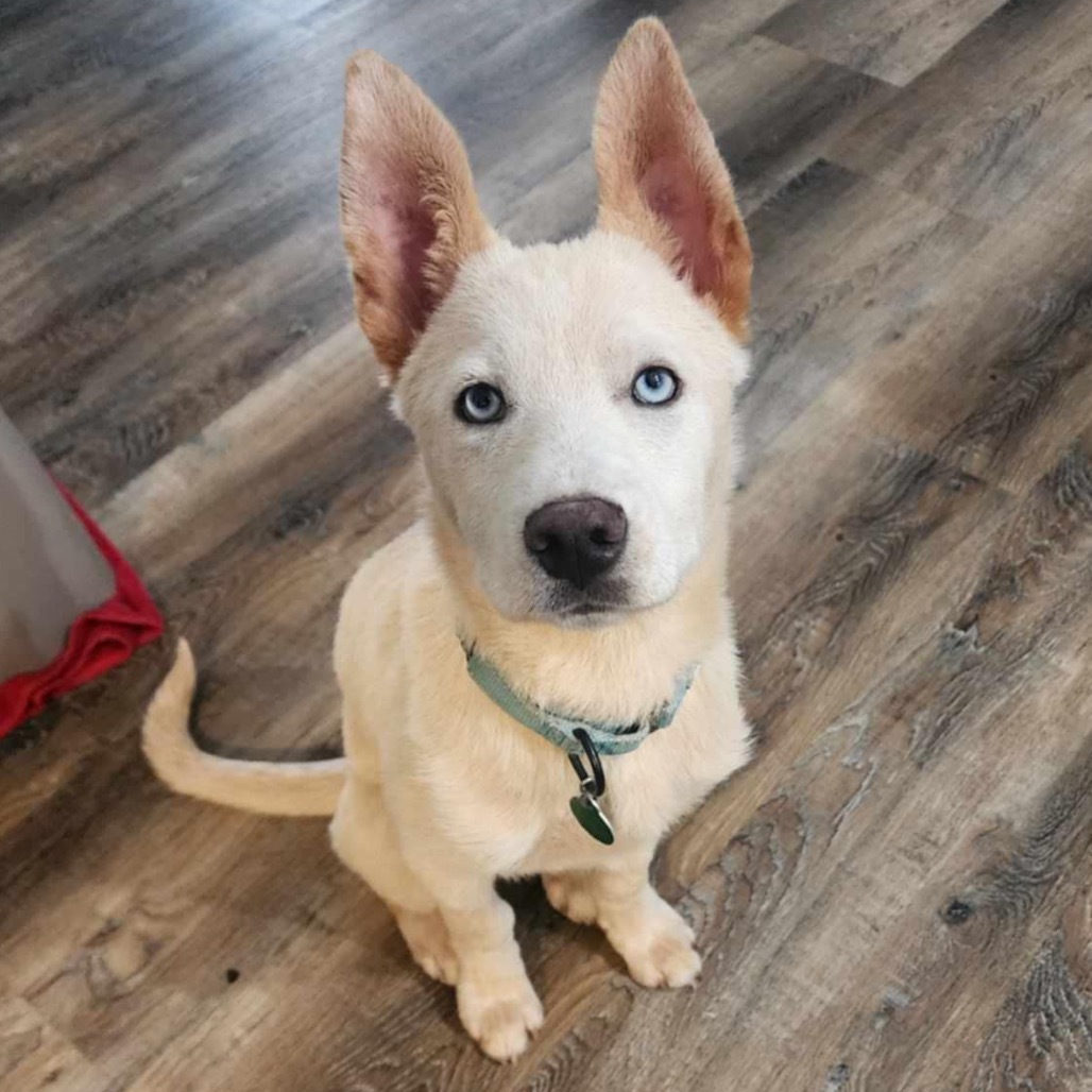 Sebastian, an adoptable Mixed Breed in Mankato, MN, 56001 | Photo Image 3