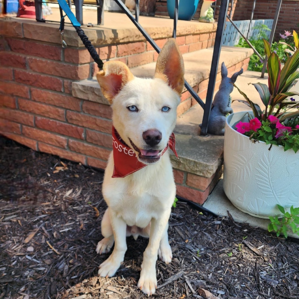 Sebastian, an adoptable Mixed Breed in Mankato, MN, 56001 | Photo Image 4