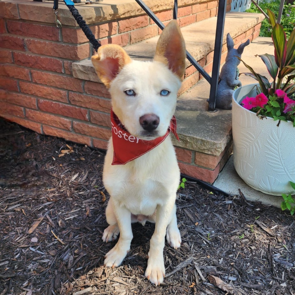 Sebastian, an adoptable Mixed Breed in Mankato, MN, 56001 | Photo Image 5