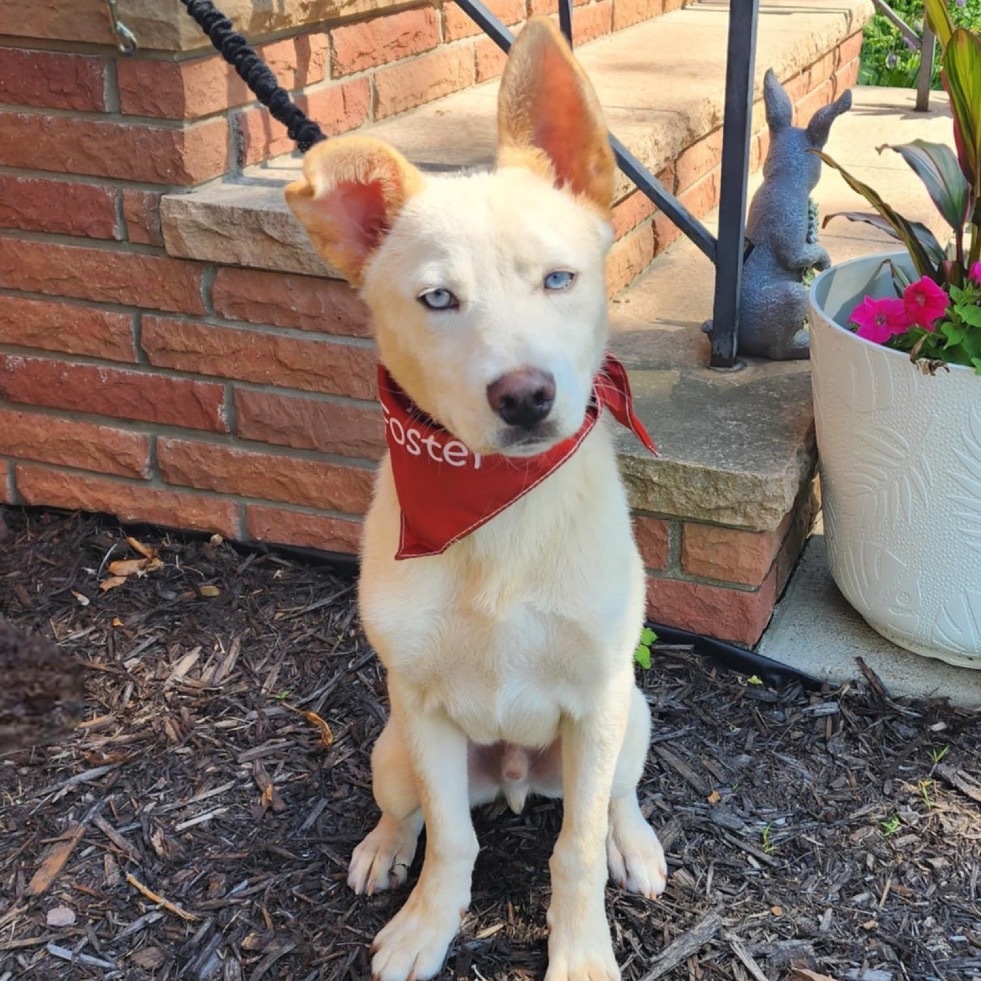 Sebastian, an adoptable Mixed Breed in Mankato, MN, 56001 | Photo Image 6