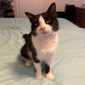 Lady Rapunzel, Adult Female Domestic Short Hair