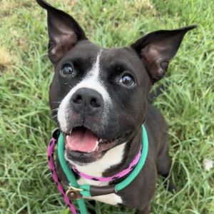 Cholula, Adult Female Pit Bull Terrier