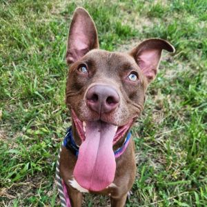 Kato Lee, Young Male Terrier