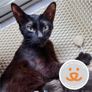 Stunning two year-old Vera Blue is a mellow girl who enjoys sitting on her human