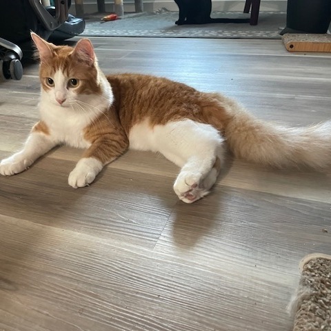 Ollie