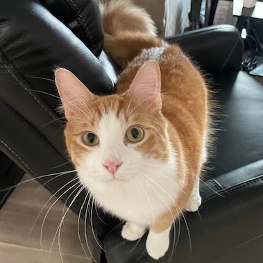 Ollie