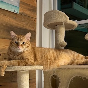 Elliot
