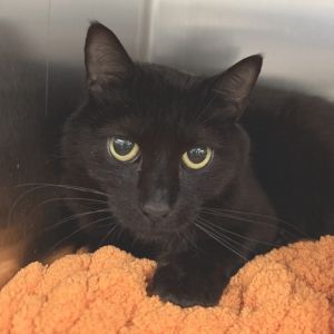 Vivica is currently in foster care and ready for adoption via our virtual process Vivica is a 1-yea