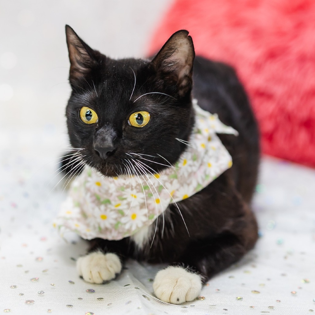 Tuxie-C
