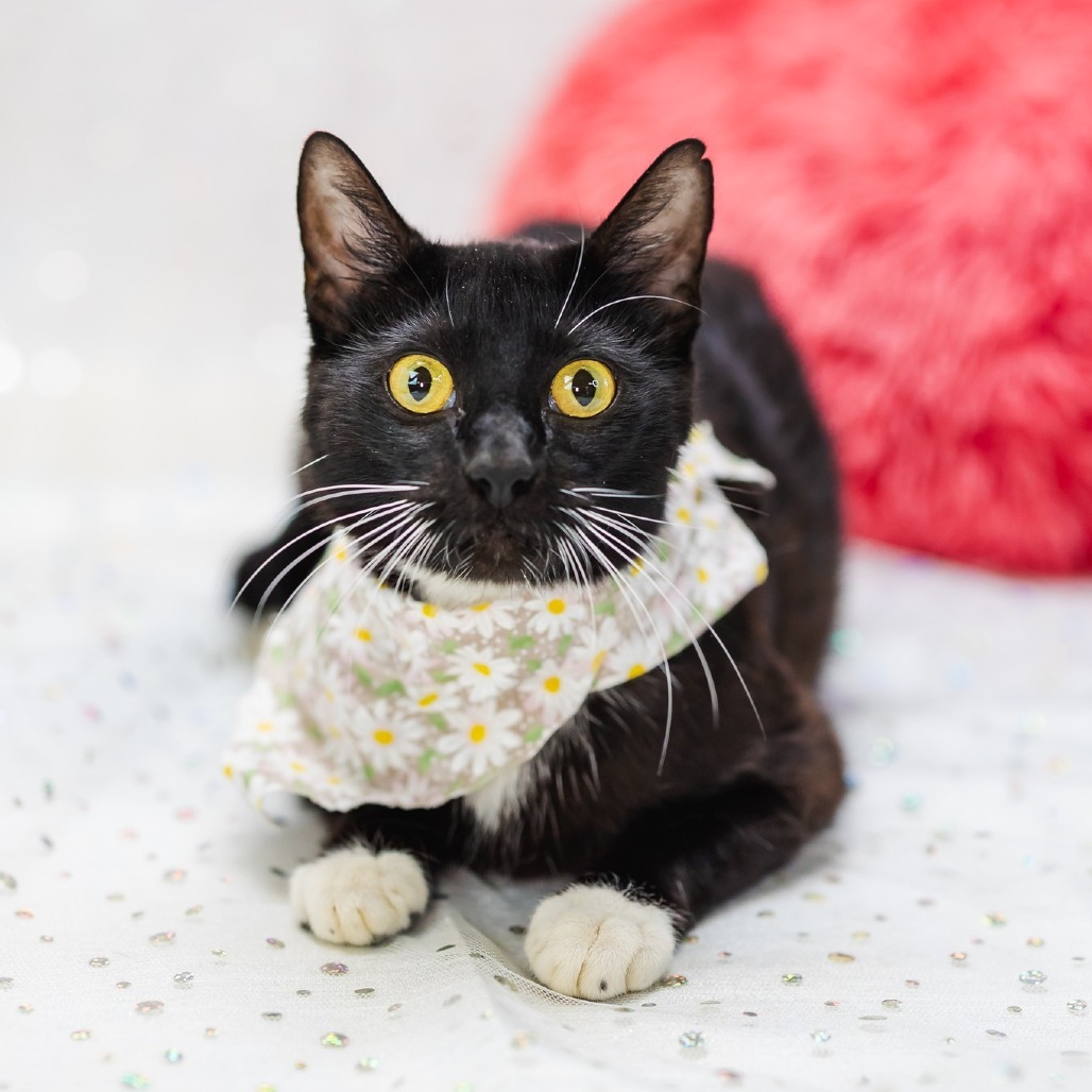 Tuxie-C
