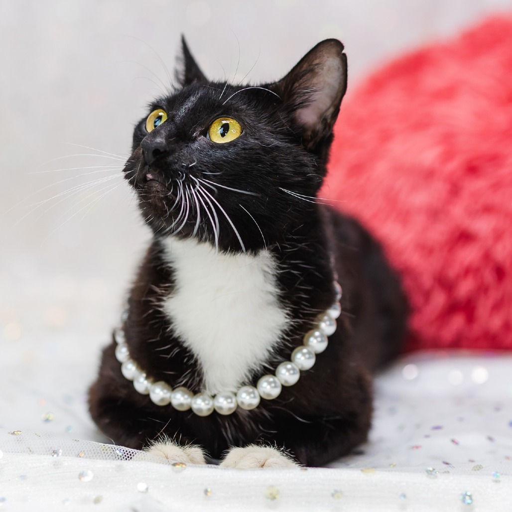 Tuxie-C