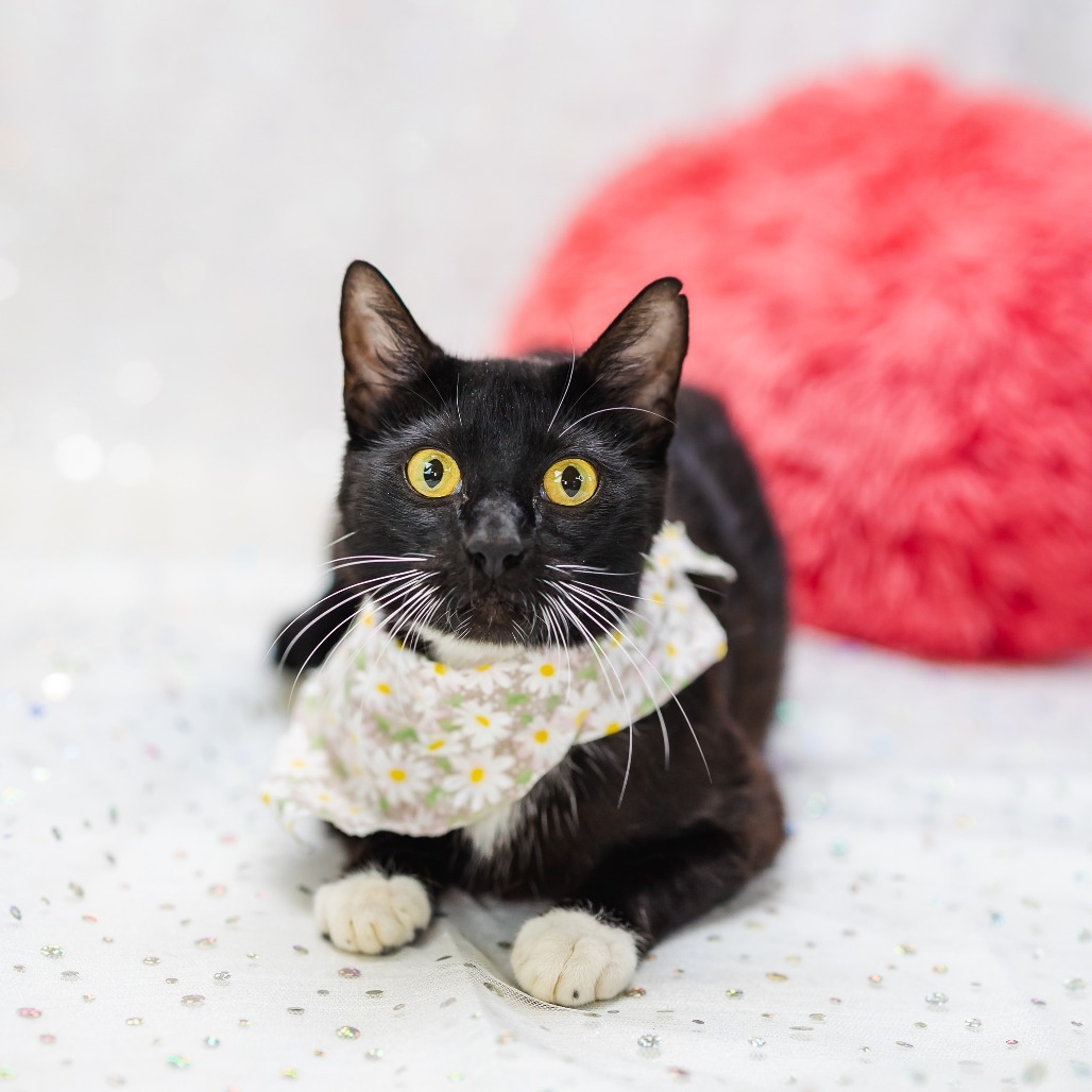 Tuxie-C