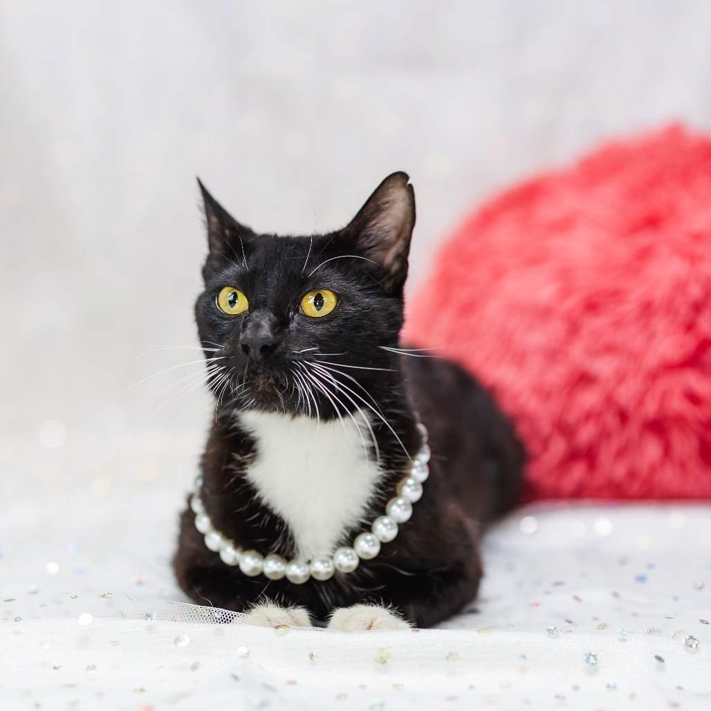 Tuxie-C