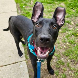 Rudy, Young Male Mixed Breed