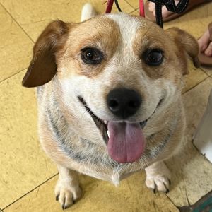 Puddles FC Barb H, Adult Female Australian Cattle Dog / Blue Heeler