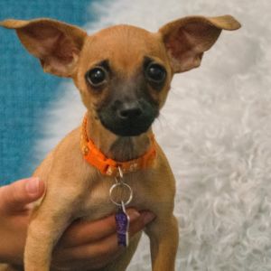 Say hello to Pius This pup is looking for his puppy-ready household which can devote all the time